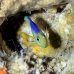 angelfish_pygmy_blueback_ust_h_0034_pal0337.jpg